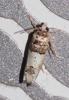 Epinotia thapsiana
